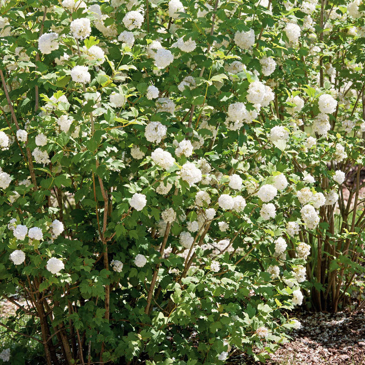 Viburnum opulus 'Roseum'