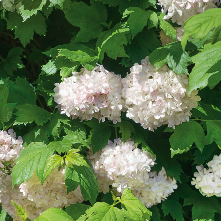 Viburnum opulus 'Roseum'