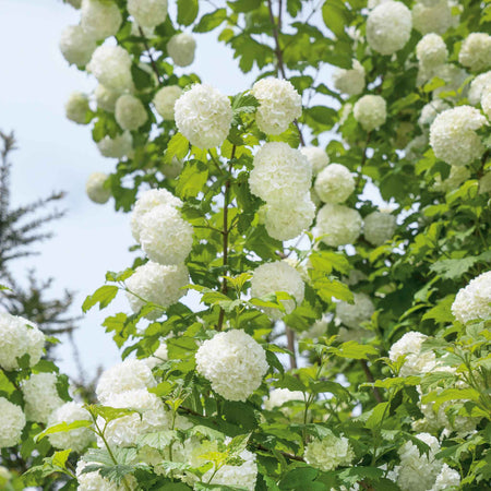Viburnum opulus 'Roseum'