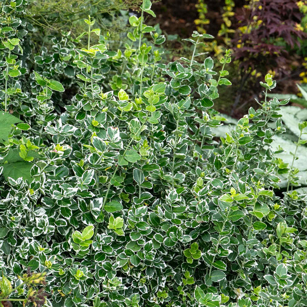 Euonymus Fortunei 'Emerald Gaiety'