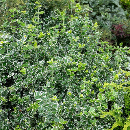 Euonymus Fortunei 'Emerald Gaiety'