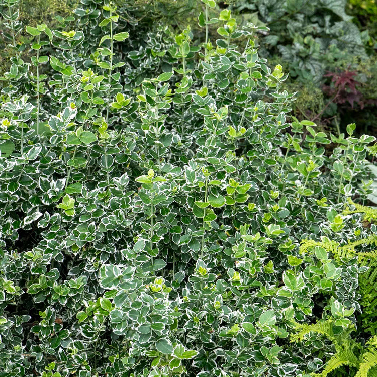 Euonymus Fortunei 'Emerald Gaiety'