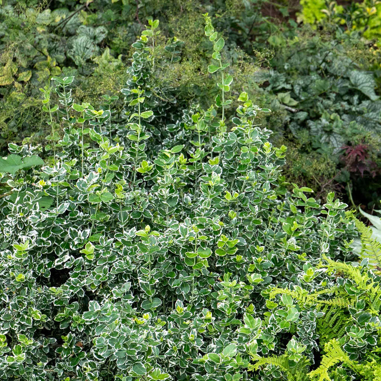 Euonymus Fortunei 'Emerald Gaiety'