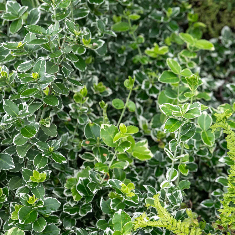 Euonymus Fortunei 'Emerald Gaiety'