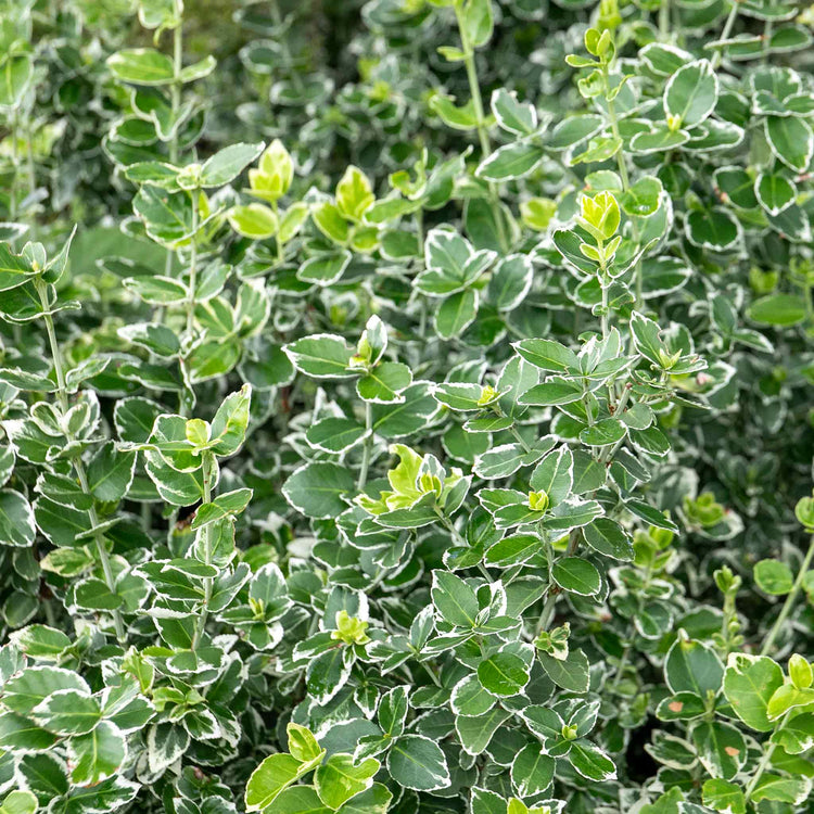 Euonymus Fortunei 'Emerald Gaiety'