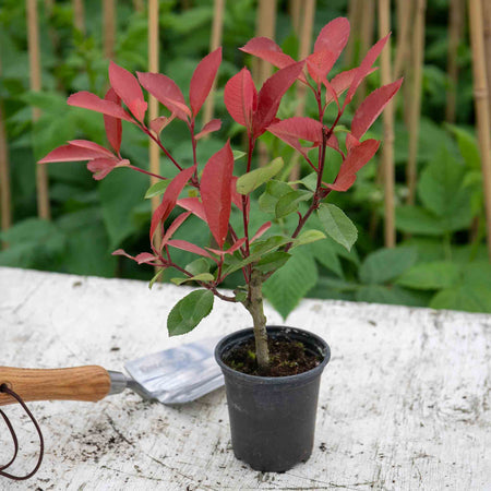 Photinia 'Red Robin'