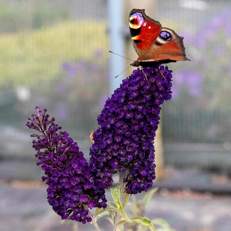 Buddleja 'Davidii Black Knight'