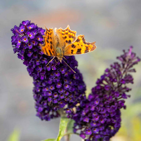 Buddleja 'Davidii Black Knight'