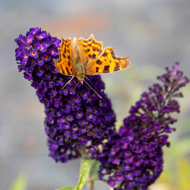 Buddleja 'Davidii Black Knight'