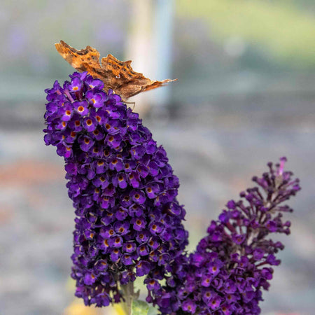 Buddleja 'Davidii Black Knight'