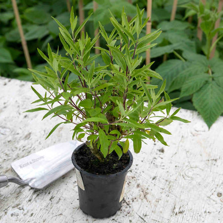 Caryopteris x clandonensis 'Kew Blue'