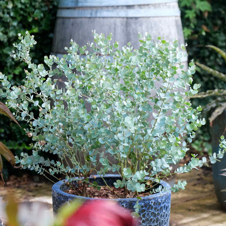 Eucalyptus Gunnii 'Azura'
