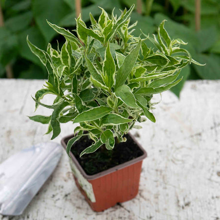 Diervilla Sessilifolia 'Cool Splash'™