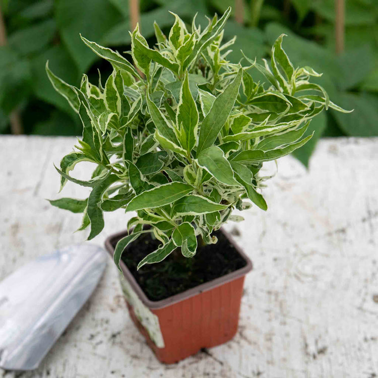 Diervilla Sessilifolia 'Cool Splash'™