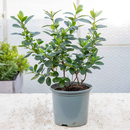 Escallonia Leavis 'Pink Elle'