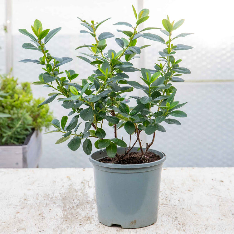 Escallonia Leavis 'Pink Elle'