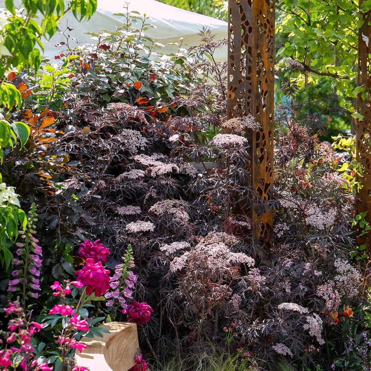 Sambucus nigra 'Black Lace'
