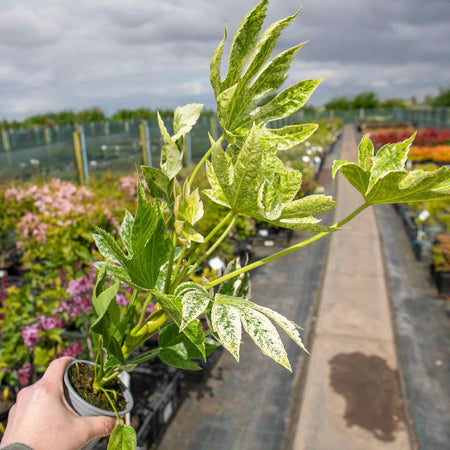 Fatsia Japonica 'Spiders Web'