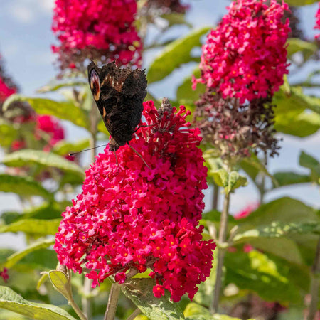 Buddleja 'Butterfly Candy Little Ruby'