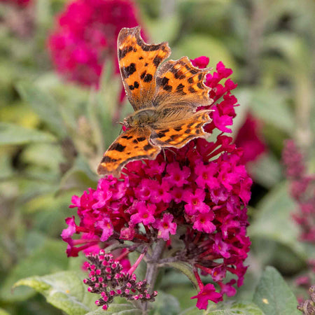 Buddleja 'Butterfly Candy Little Ruby'