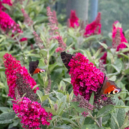 Buddleja 'Butterfly Candy Little Ruby'