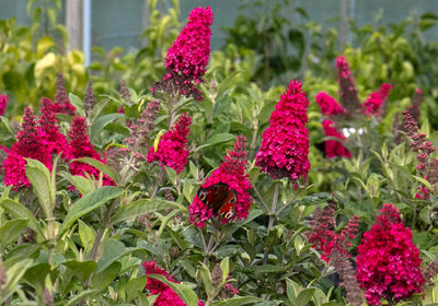 Upright clusters of deep ruby-pink flowers on a bushy buddleja shrub in a garden.