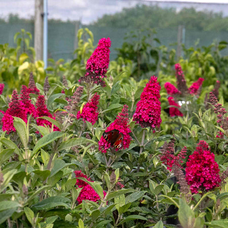 Buddleja 'Butterfly Candy Little Ruby'