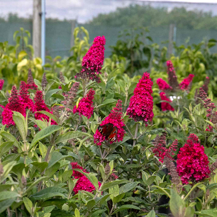 Buddleja 'Butterfly Candy Little Ruby'