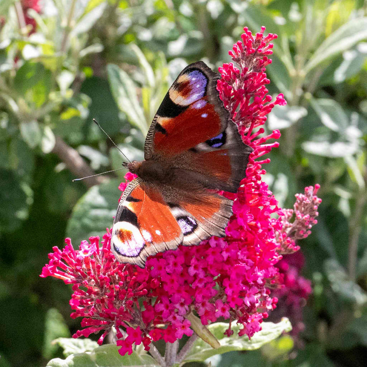 Buddleja 'Butterfly Candy Little Ruby'