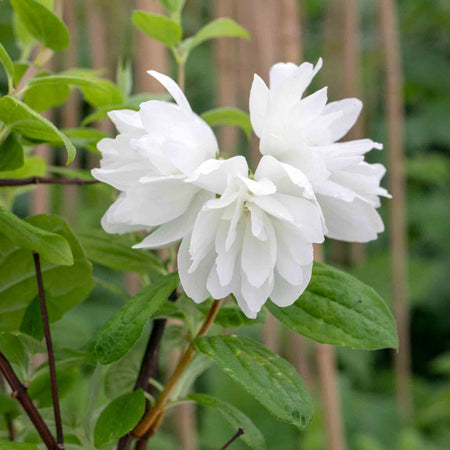 Philadelphus 'Snowbelle'