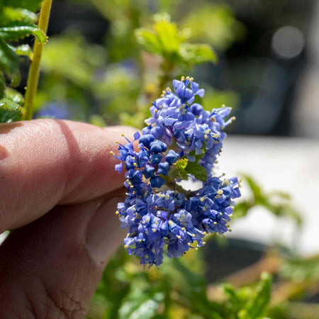 Ceanothus 'Blue Mound'