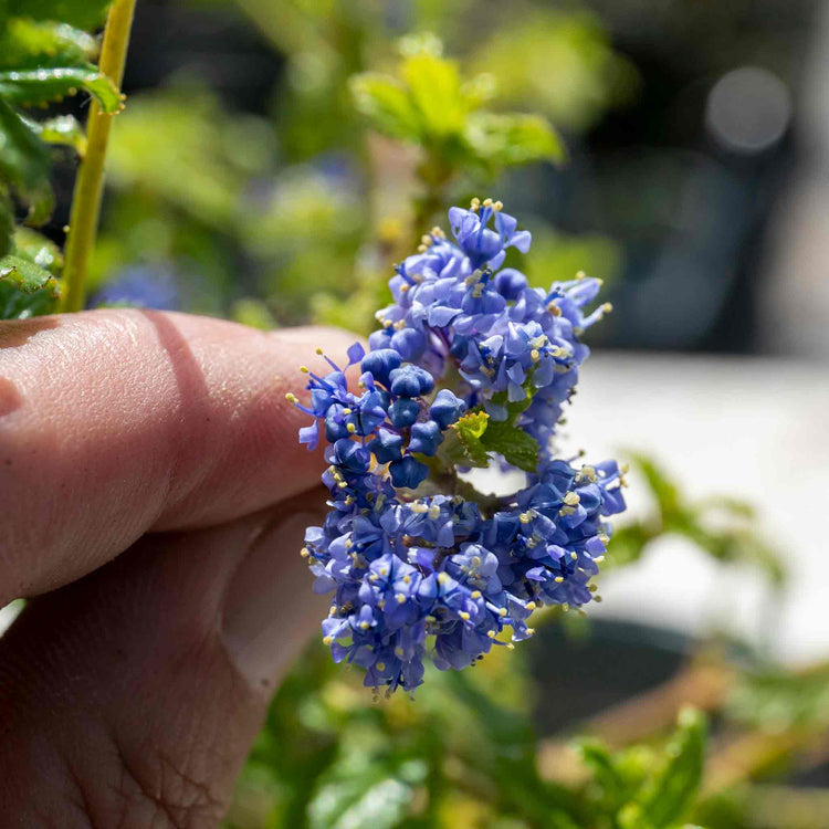 Ceanothus 'Blue Mound'