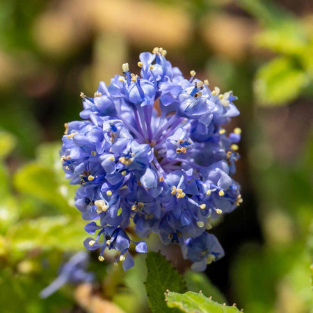 Ceanothus 'Blue Mound'