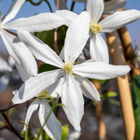 Clematis 'Armandii'