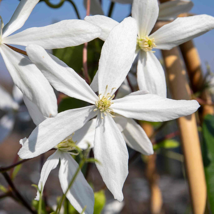Clematis 'Armandii'