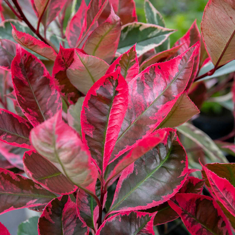 Photinia x fraseri 'Louise'
