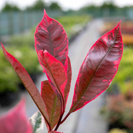 Photinia x fraseri 'Louise'