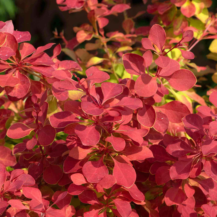 Berberis 'Orange Ice'