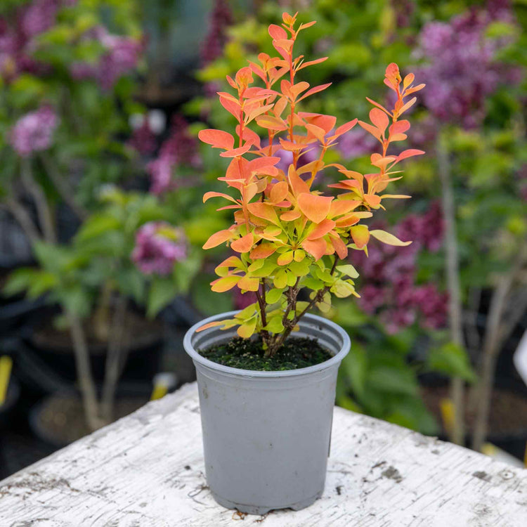 Berberis 'Orange Ice'