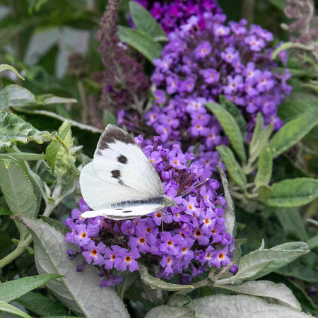 Buddleja 'Butterfly Candy Little Sweetheart'