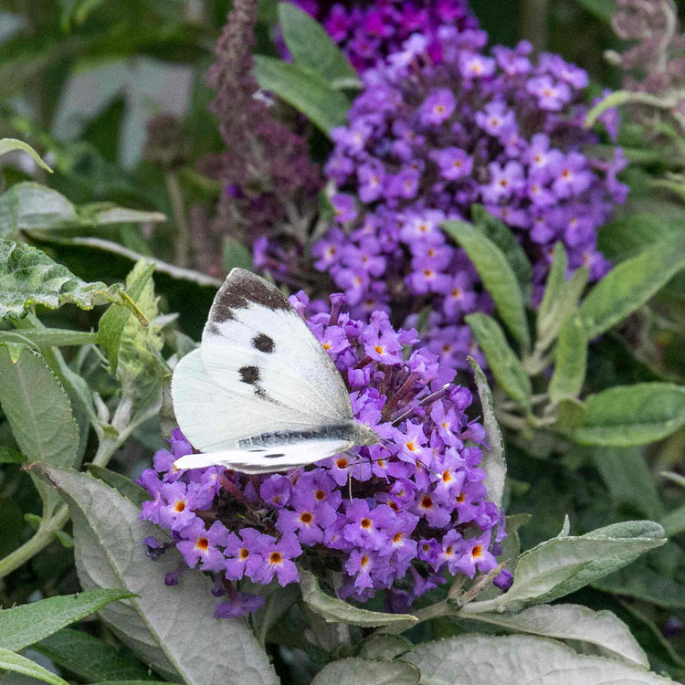 Buddleja 'Butterfly Candy Little Sweetheart'
