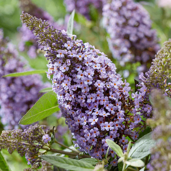 Buddleja 'Butterfly Candy Little Sweetheart'