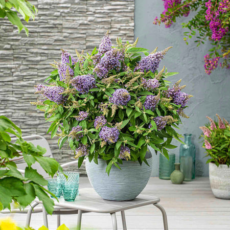 Buddleja 'Butterfly Candy Little Sweetheart'