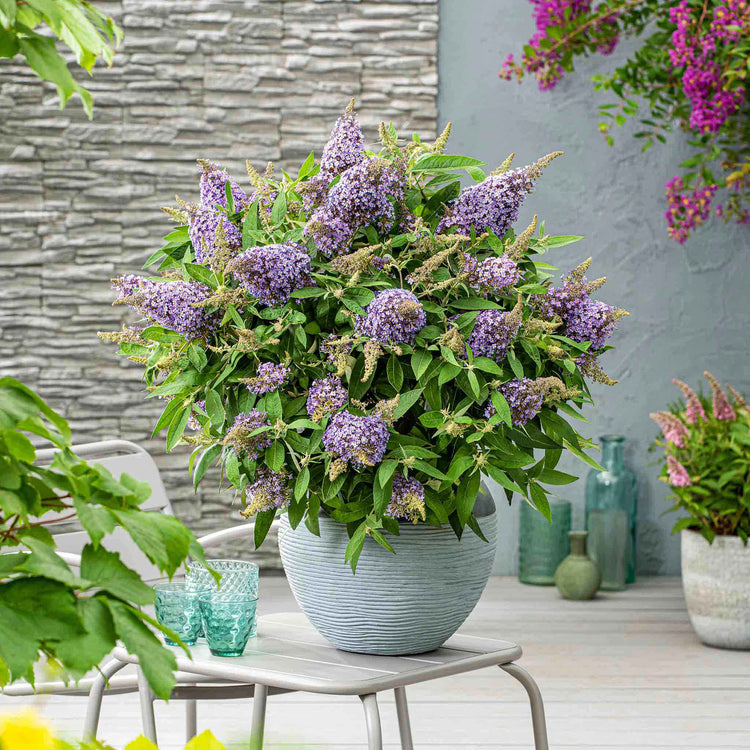 Buddleja 'Butterfly Candy Little Sweetheart'