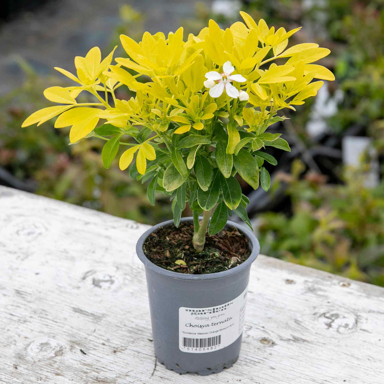 Choisya 'Sundance'