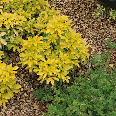 Choisya 'Sundance'