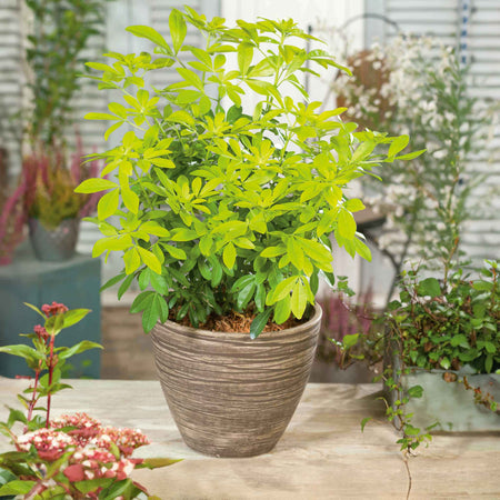 Choisya 'Sundance'