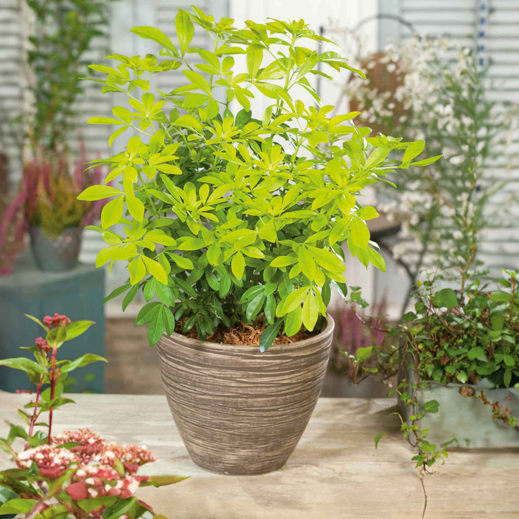 Choisya 'Sundance'