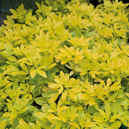 Choisya 'Sundance'