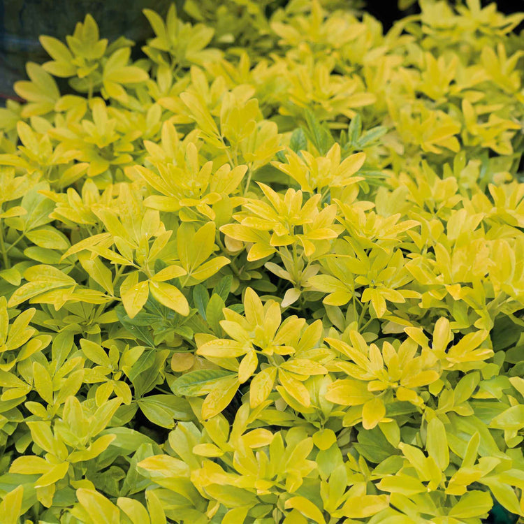Choisya 'Sundance'